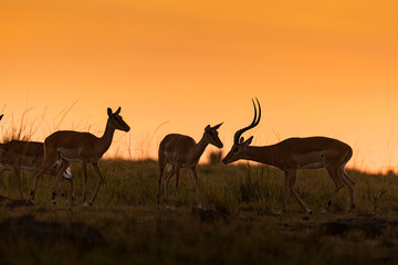 Naklejka na ściany i meble Lever de soleil sur le Masai Mara