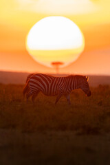 Fototapeta na wymiar Lever de soleil sur le Masai Mara