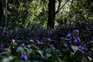 Obraz premium purple flowers in the garden