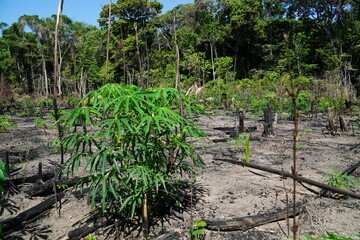 Fototapeta na wymiar Panoramic view of an Amazon rainforest area that was recently destroyed by slash and burn. Flora and fauna with biodiversity will not return. Planted manioc in the foreground. Solimoes, Para, Brasil.