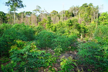 Fototapeta na wymiar Panoramic view of an Amazon rainforest area recently destroyed by slash and burn. The flora and fauna will not return, only cassava cultivation for a short time, then sand desert. Para estate, Brasil.