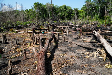 Panoramic view of an Amazon rainforest area recently destroyed by slash and burn. The flora and...