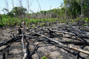 Panoramic view of an Amazon rainforest area recently destroyed by slash and burn. The flora and...