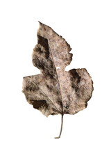 Morus alba dry leaf PNG. dry lef Png. dry leaf isolated on white transparent background .png