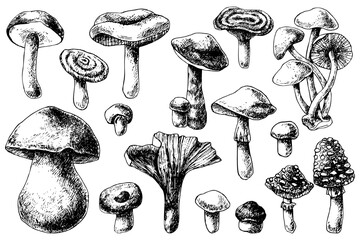 Hand drawn forest mushrooms vector illustration. Isolated sketches of champignon, fly agaric, toadstool, chanterelles, russula, boletus. Organic edible and poisonous products on white for menu, label - obrazy, fototapety, plakaty
