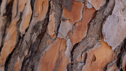 Old cracked brown bark on a tree, close-up. Beautiful uneven wood texture, a protective layer of a...