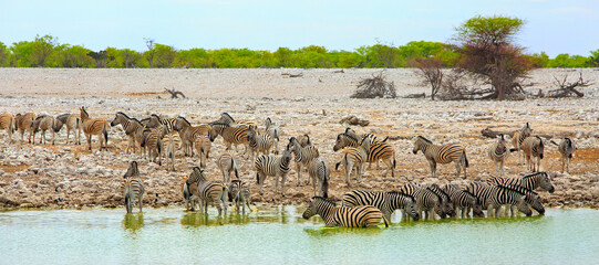 Very Large herd of Burchell Zebra at a waterhole, drinking, paddling and cooling down in the mid-day heat.