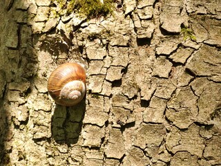 Roman Snail (Helix pomatia) on tree trunk in the sun.