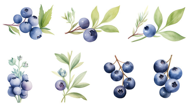 Watercolor set of blueberry isolated on white background