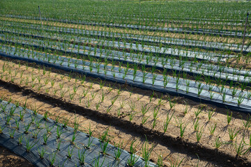 View of field planted with ripening organic scallions. Farming. Food production