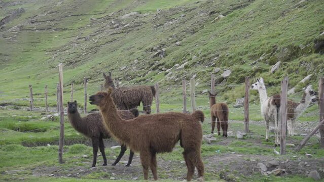 A herd of llamas and alpacas grazing in the grass on a mountain, near their corral in Bolivia, South America.