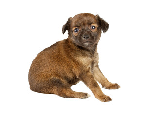 Obraz premium Funny puppy Chihuahua poses