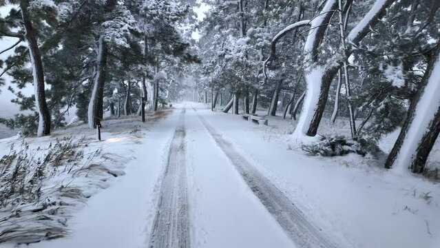Walking on tire tracks in fresh snow by pine trees on coast in winter