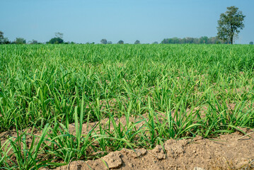 Sugarcane growing inside the farm in countryside of Thailand