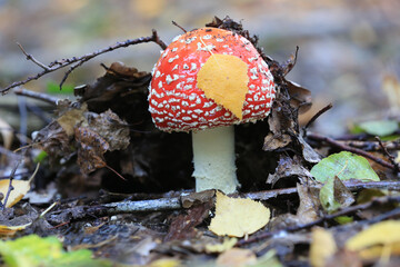 Fly agaric mushroom in autumn forest - 735088272