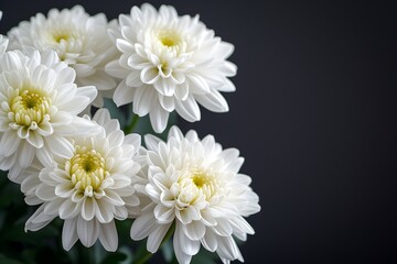 Elegant mourning background featuring a white chrysanthemum flower on dark backdrop, providing space for text tribute.