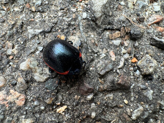 Small beetle on a cement surface.