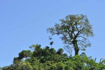 linda arvore grande em alto de floresta 