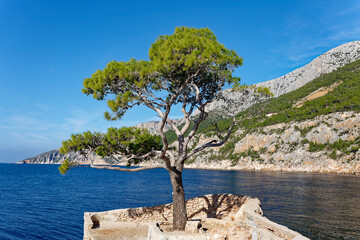 A pine tree in Sveta Nedilja on the Croatian island of Hvar. Travel and summer holidays concept.