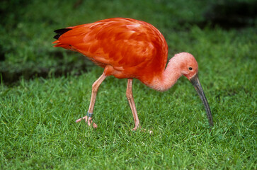 Ibis rouge,.Eudocimus ruber, Scarlet Ibis
