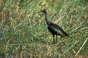 Ibis falcinelle,.Plegadis falcinellus, Glossy Ibis