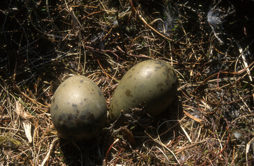 Grand Labbe, nid, oeuf,.Stercorarius skua, Great Skua