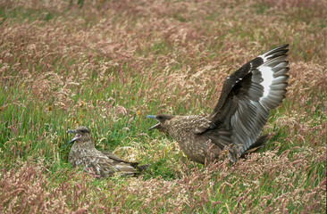 Grand Labbe, .Stercorarius skua, Great Skua