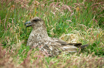 Grand Labbe, .Stercorarius skua, Great Skua