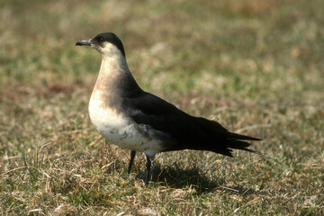 Labbe parasite,.Stercorarius parasiticus , Parasitic Jaeger