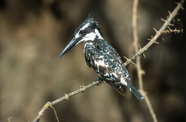 Martin pêcheur pie,.Ceryle rudis, Pied Kingfisher