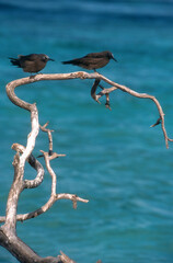Noddi marianne,.Anous tenuirostris, Lesser Noddy, Ile Bird; Seychelles