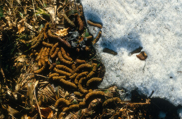 Grand Tétras, Tetrao urogallus , Western Capercaillie, crottes