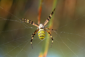 Argiope frelon, Argiope bruennichi,