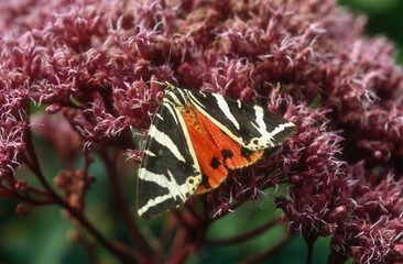 écaille chinée, papillon,  Euplagia quadripunctaria