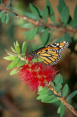Popillon monarque, danaus plexippus