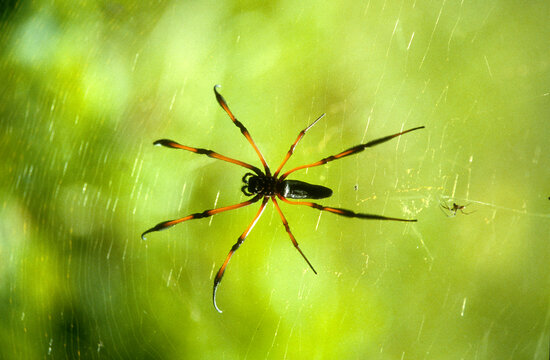 N&eacute;phile dor&eacute;e, Trichonephila inaurata, araign&eacute;e