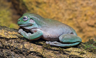 Close-up view of a Green tree frog (Litoria caerulea)