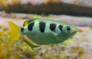 Side Close-up view of a Banded Archerfish (Toxotes jaculatrix)