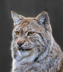 Close up view of an Eurasian lynx (Lynx lynx)