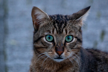 close up portrait of a cat