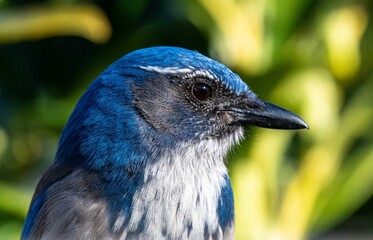 Up close and personal with a California scrub jay 