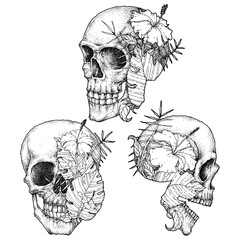 Set of Human Skull Hand Drawn Illustration Vector