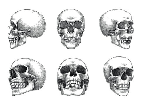 Set of Human Skull Drawing Hand Drawn Illustration Vector