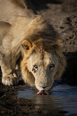 LION du Masai Mara