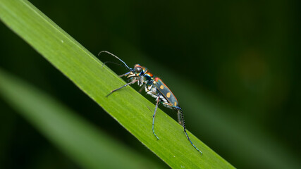 Cicindela campestris (green tiger beetle)