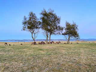 Kangaroos in the field at sunrise. Marsupials near the beach in Australia, NSW. Wild animals on an early morning field. Landscape with Australian mammals.