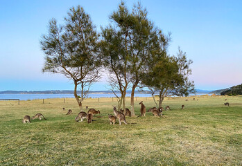 Obraz na płótnie Canvas Kangaroos in the field at sunrise. Marsupials near the beach in Australia, NSW. Wild animals on an early morning field. Landscape with Australian mammals.