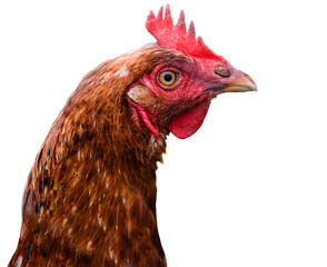 Brown chicken isolated on a transparent background