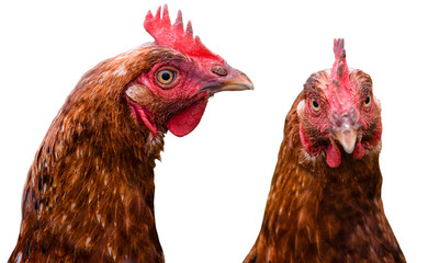 Two chickens isolated on a transparent background