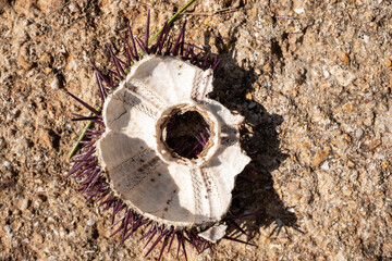 Smashed sea urchin close-up